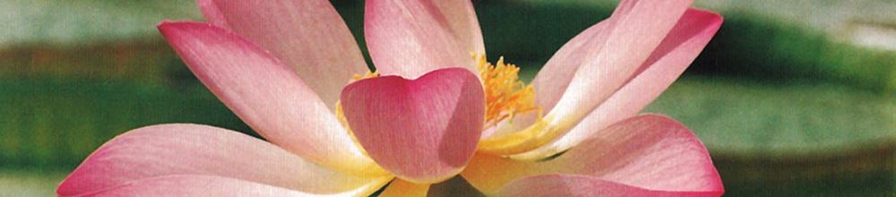 lotus_1000_220
